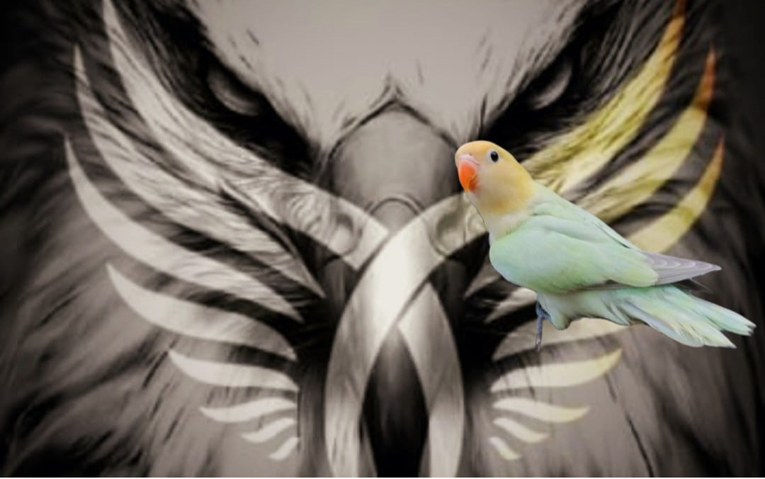 agapornis dilute mutations Ladybirduae Aviary