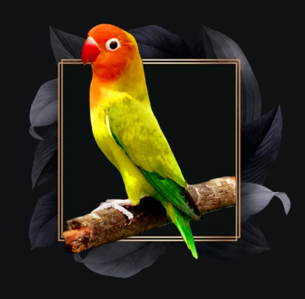 LIST OF LOVEBIRD SPECIES Ladybirduae Aviary list-of-lovebird-species-ladybirduae-aviary