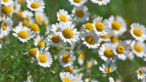 Lovebird natural immunity booster name CHAMOMILE